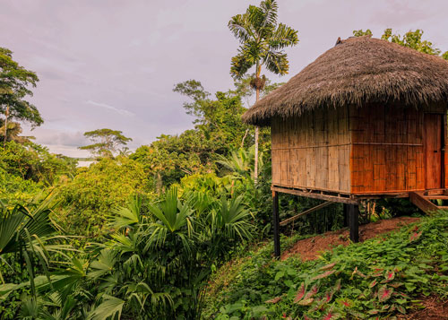 An elevated grass hut overlooks the greenery of the amazon